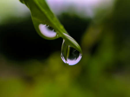 green leaves plant rain water droping garden rain water drop
