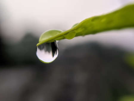green leaves plant rain water droping garden rain water drop