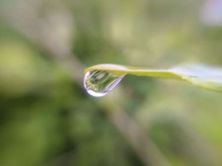 green leaves plant rain water droping garden rain water drop