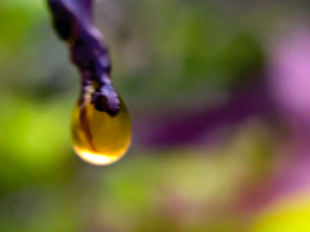 green leaves plant rain water droping garden rain water dropの写真素材