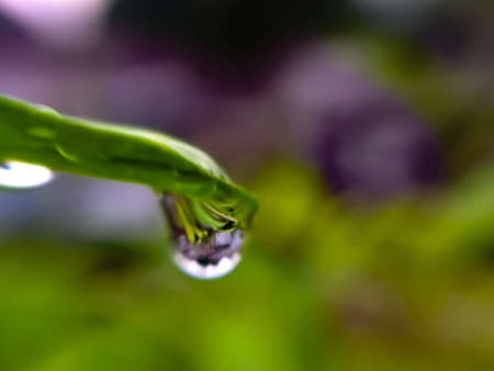 green leaves plant rain water droping garden rain water dropの写真素材