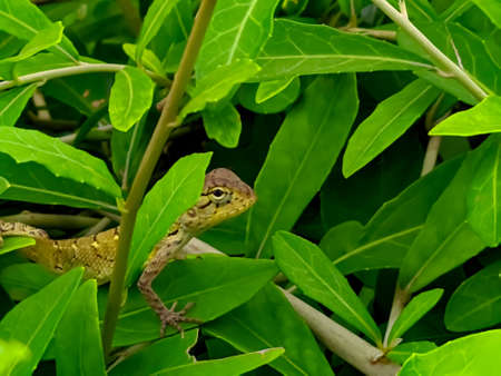 Calotes versicolor Lizard on leaf Oriental garden lizardの写真素材
