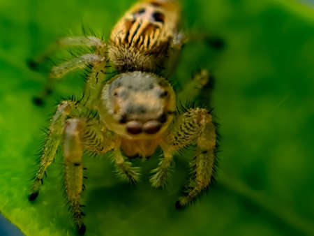 Hyllus is a genus of the spider family Salticidae.  hyllus spider on leaf garden spider green leaves plant to sit hyllus spiderの写真素材