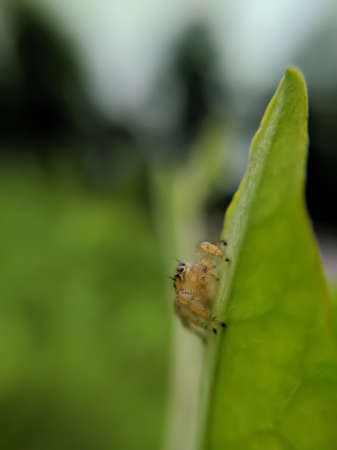 Hyllus is a genus of the spider family Salticidae.  hyllus spider on leaf garden spider green leaves plant to sit hyllus spiderの写真素材