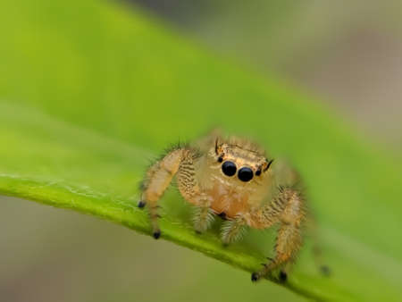 Hyllus is a genus of the spider family Salticidae.  hyllus spider on leaf garden spider green leaves...