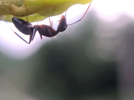 ant's on leaf garden ant's green leaves plant to sit ant'sの写真素材
