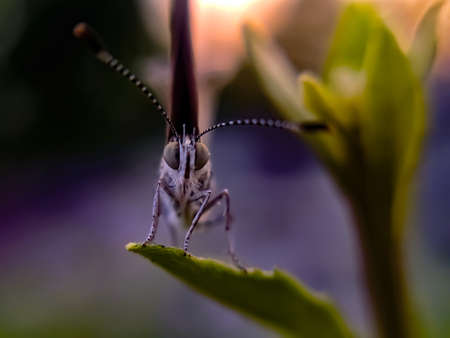 Zizula hylax species butterfly on leaf Tiny grass blue insect garden butterfly green leaves plant to sit butterflyの写真素材