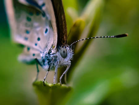 Zizula hylax species butterfly on leaf Tiny grass blue insect garden butterfly green leaves plant to...