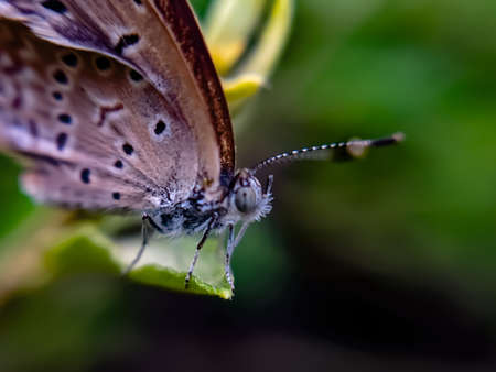 Zizula hylax species butterfly on leaf Tiny grass blue insect garden butterfly green leaves plant to...
