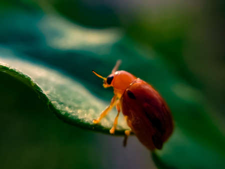 Coccinellidae insect on leaf coccinellidae insect gardenの写真素材