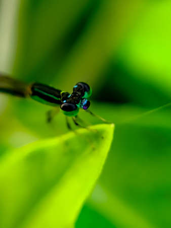 Zygoptera insect on leaf garden Zygoptera garden dragonfly green leaves plant to sit dragonfly