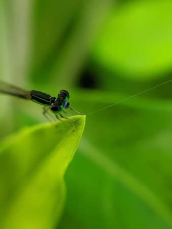 Zygoptera insect on leaf garden Zygoptera garden dragonfly green leaves plant to sit dragonflyの写真素材