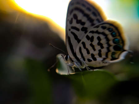 Tarucus butterfly on leaf garden tarucus butterfly green leaves plant to sit butterfly