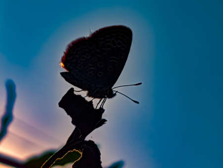Tarucus butterfly on leaf garden tarucus butterfly green leaves plant to sit butterflyの写真素材
