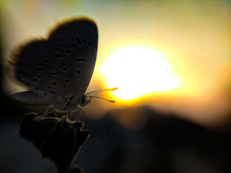 Tarucus butterfly on leaf garden tarucus butterfly green leaves plant to sit butterflyの写真素材