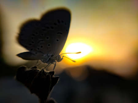 Tarucus butterfly on leaf garden tarucus butterfly green leaves plant to sit butterflyの写真素材