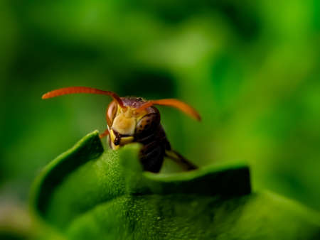 Vespa species on leaf garden vespa species green leaves plant to sit vespa