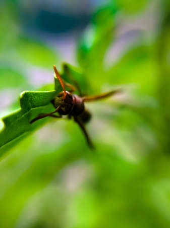 Vespa species on leaf garden vespa species green leaves plant to sit vespa
