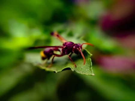 Vespa species on leaf garden vespa species green leaves plant to sit vespa