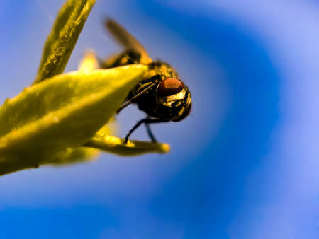 housefly on leaf garden housefly green leaves plant to sit houseflyの写真素材