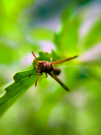 Vespa species on leaf garden vespa species green leaves plant to sit vespaの写真素材