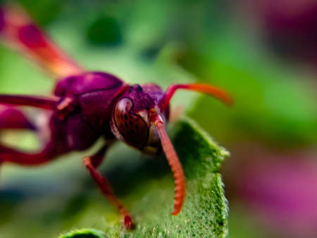 Vespa species on leaf garden vespa species green leaves plant to sit vespaの写真素材