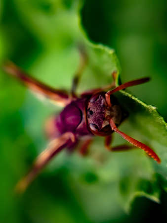 Vespa species on leaf garden vespa species green leaves plant to sit vespa