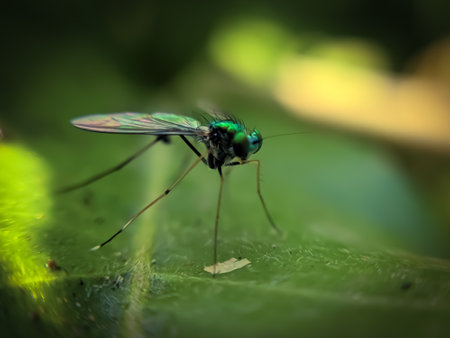 Condylostylus fly insect on leaf garden Condylostylus fly green leaves plant to sit Condylostylus flyの写真素材
