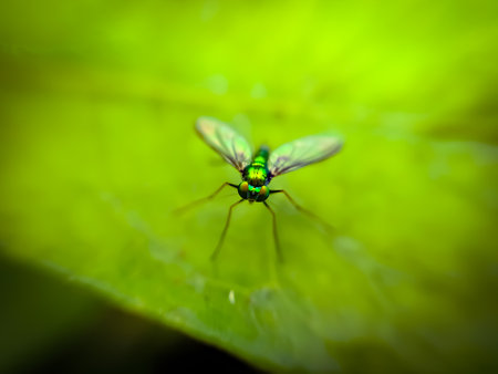 Condylostylus fly insect on leaf garden Condylostylus fly green leaves plant to sit Condylostylus flyの写真素材