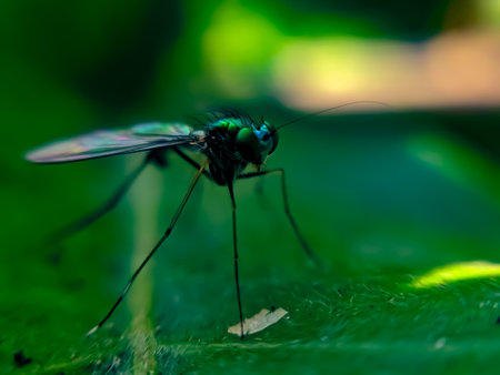 Condylostylus fly insect on leaf garden Condylostylus fly green leaves plant to sit Condylostylus flyの写真素材