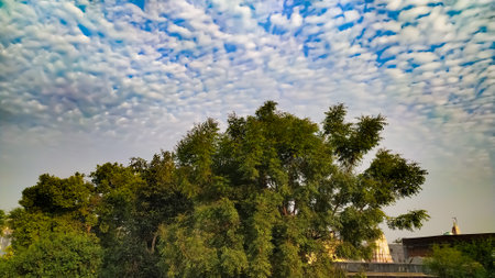 sky blue tree which cloud beautifully wether sunlight