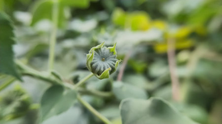 Abutilon theophrasti plant yellow flower  garden yellow floweの写真素材