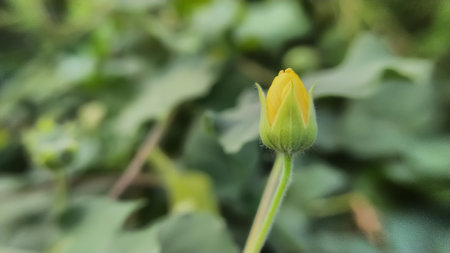 Abutilon theophrasti plant yellow flower  garden yellow flowe