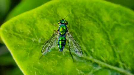 Condylostylus on leaf genus of flies in the family Dolichopodidae. It is the second largest genus in the subfamily Sciapodinae,の写真素材