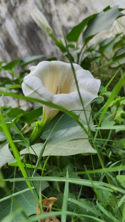 Datura metel plant white flower garden white flowers