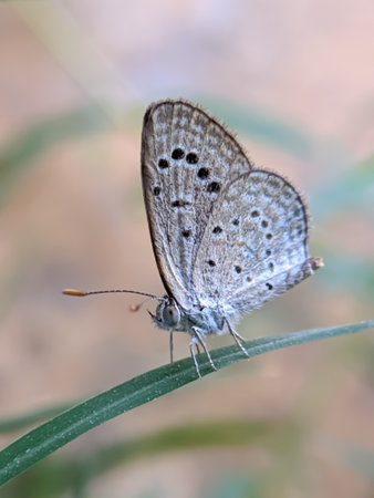 Zizula hylax, the Gaika blue or tiny grass blue is a species of blue butterfly. sun and sunlightの写真素材