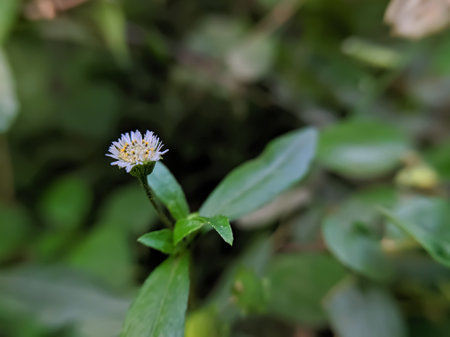 Eclipta prostrata plant flower garden flowers