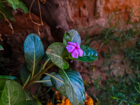Perennial plant pink flower green Perennial in indian village home gardenの写真素材