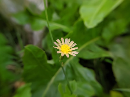 Lactuca indica plant yellow flower garden flowers yellow flower garden in indian village gardenの写真素材