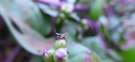 Xenogryllus marmoratus Insects on leaf green leave plant to sit insectの写真素材