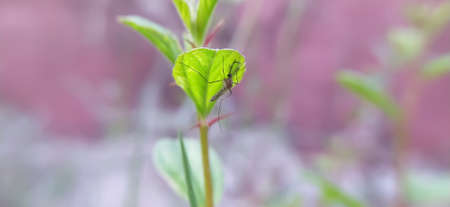 Culex pipiens Insects on leaf in indian village garden image  Mosquitoes imageの写真素材