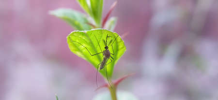 Culex pipiens Insects on leaf in indian village garden image  Mosquitoes imageの写真素材