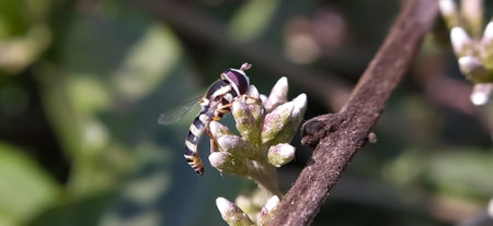 Sphaerophoria Insects on leaf in indian village garden insect image