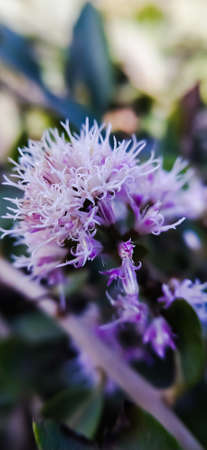 Vernonanthura Plants flowers in Indian village garden white flower