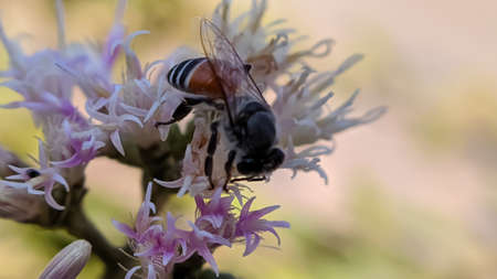 Apis mellifera scutellata insect to sit indian village garden flower African bee Insects in garden...