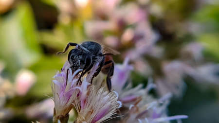 Apis mellifera scutellata insect to sit indian village garden flower African bee Insects in garden...