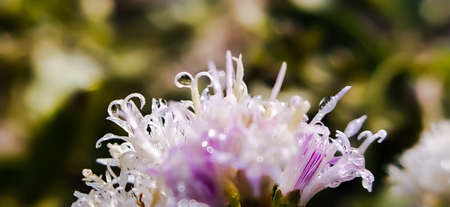 Vernonanthura Plants flowers in Indian village garden white flower