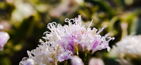 Vernonanthura Plants flowers in Indian village garden white flower