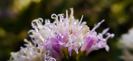 Vernonanthura Plants flowers in Indian village garden white flower