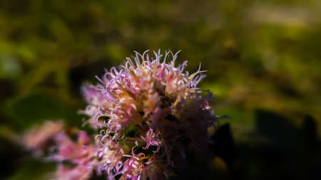 Vernonanthura Plants flowers in Indian village garden white flowerの写真素材